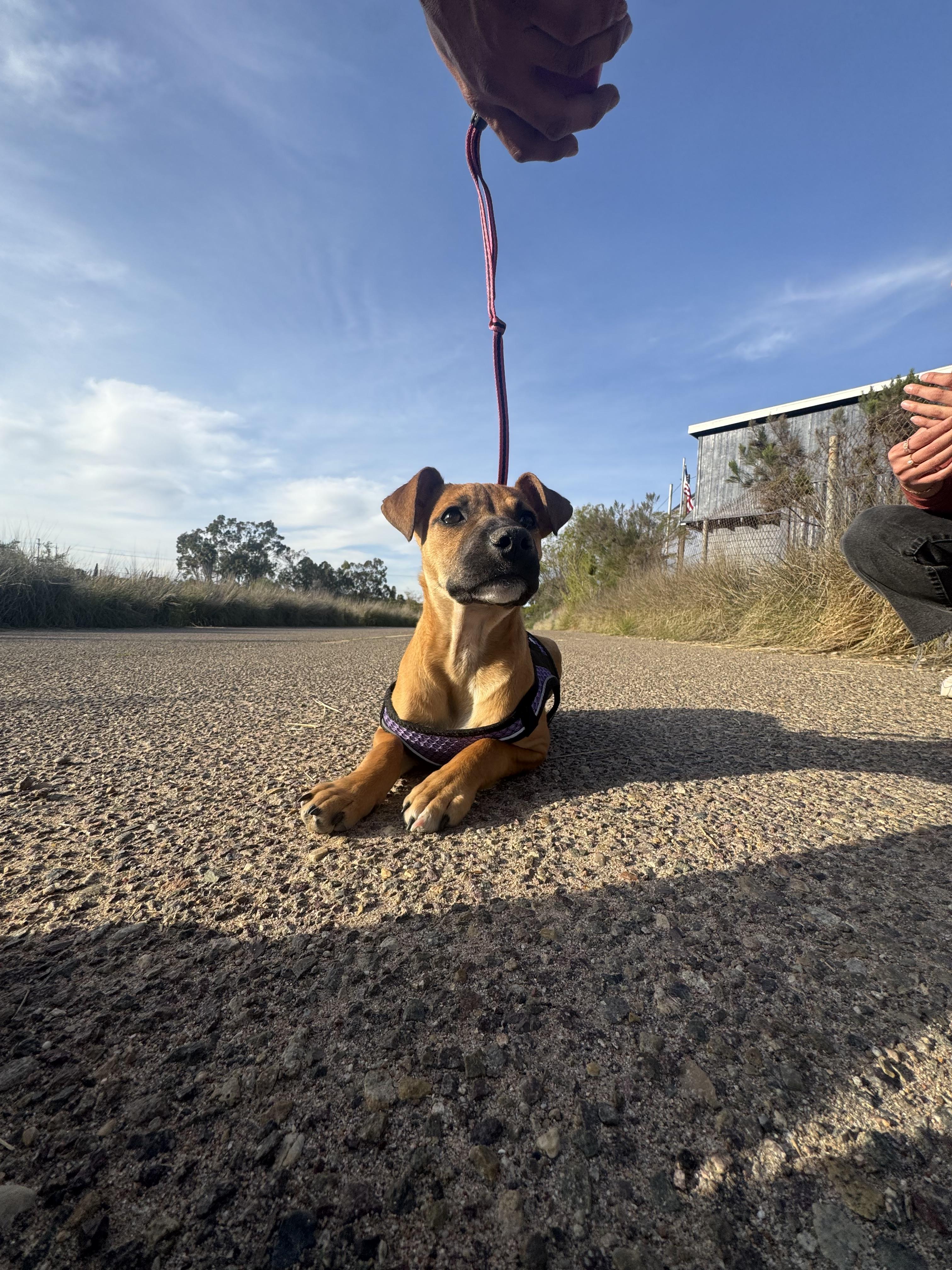 Maple, a Adoptable mixed breed in Chula Vista, CA image 3/3