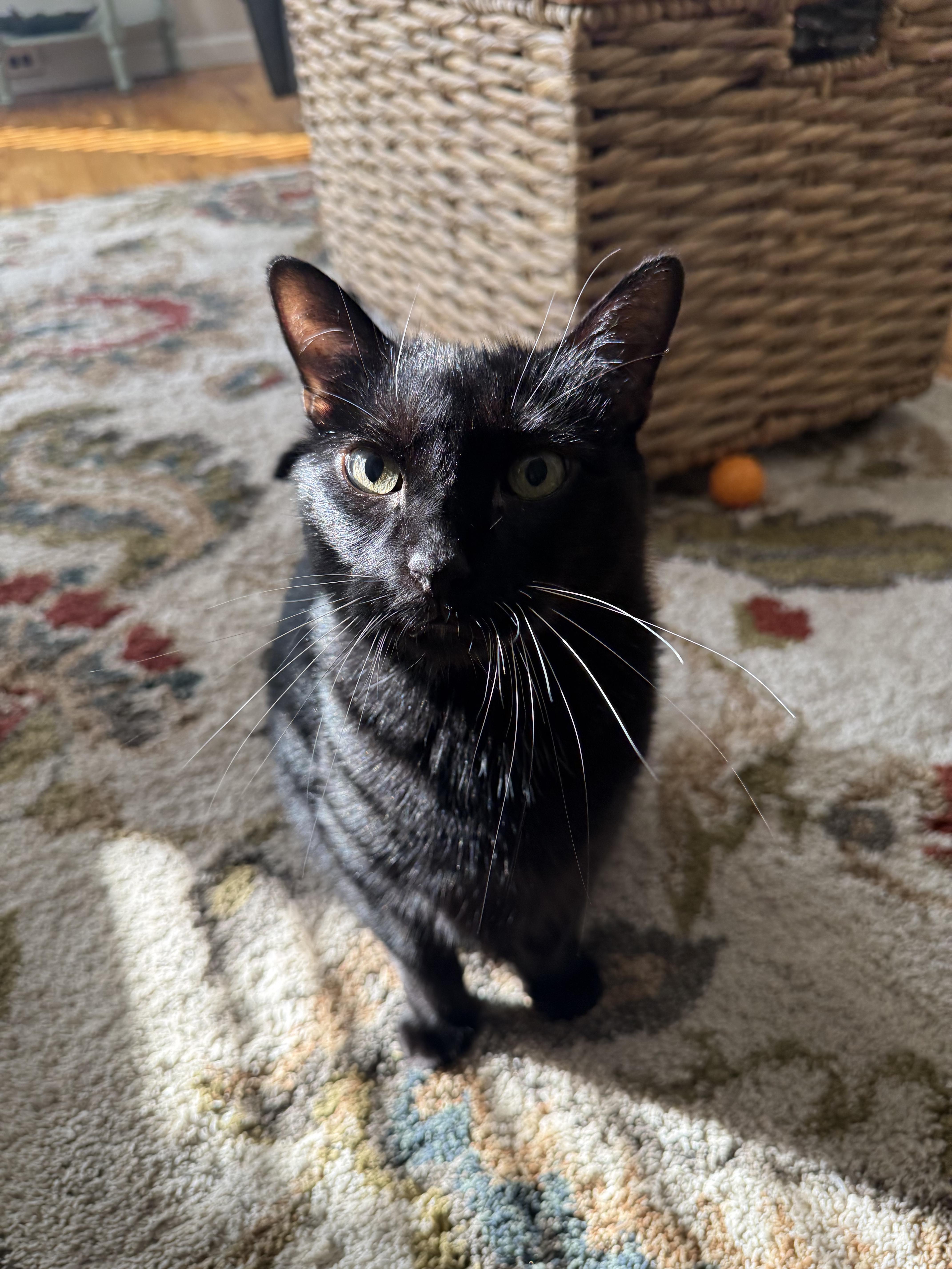 Madame, ADOPTABLE, Senior Female Domestic Short Hair.