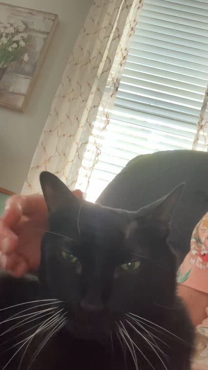 Enlarge Madame, a ADOPTABLE Domestic Short Hair in Staten Island, NY video 1/1
