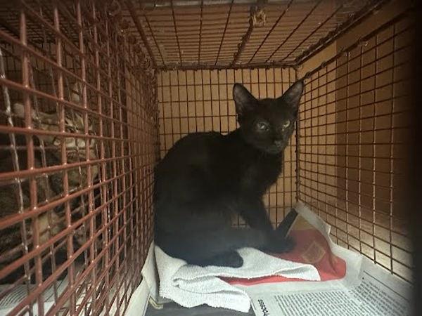 Jessie, Adoptable, Kitten Female Domestic Short Hair.