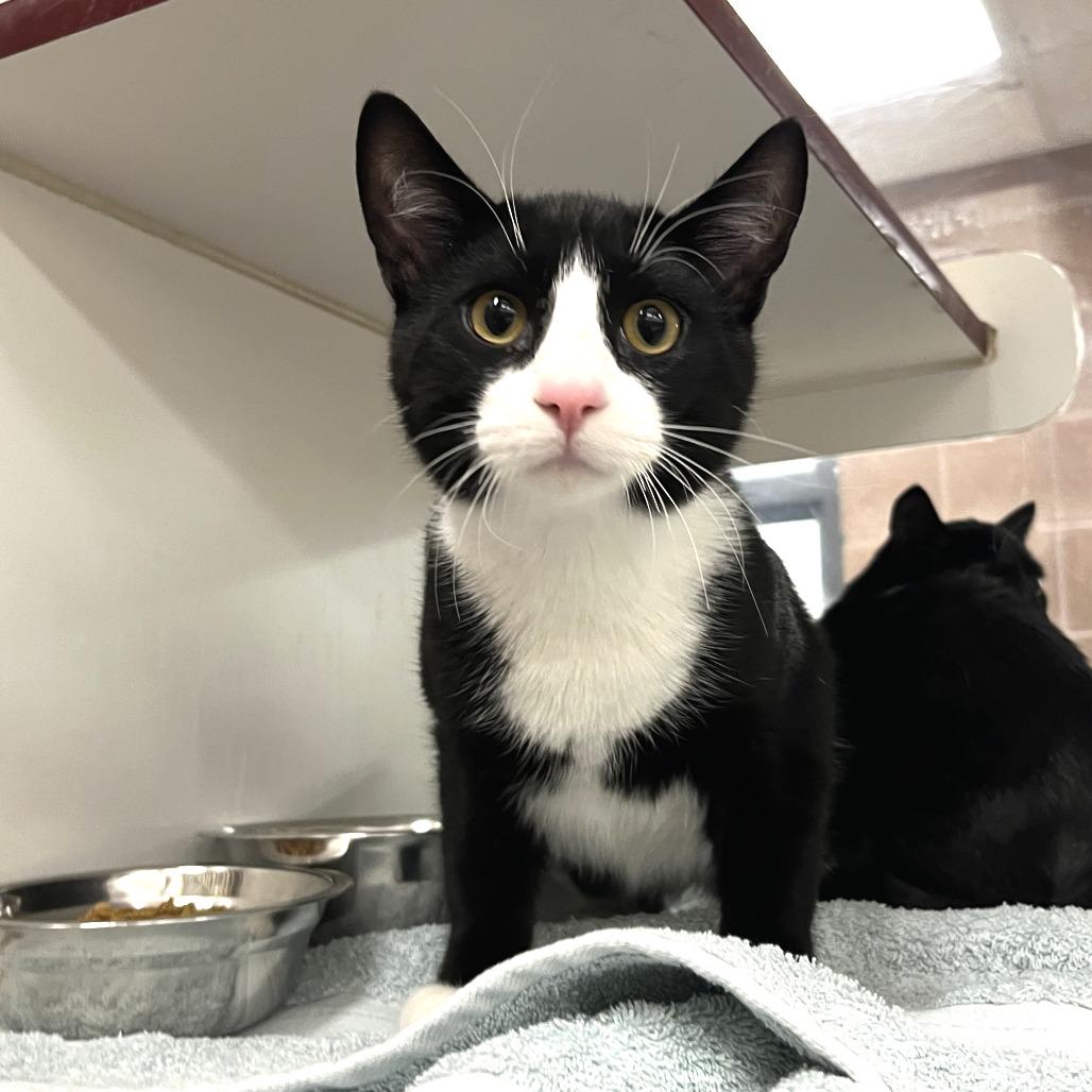 Ting, Adoptable, Young Male Domestic Short Hair.