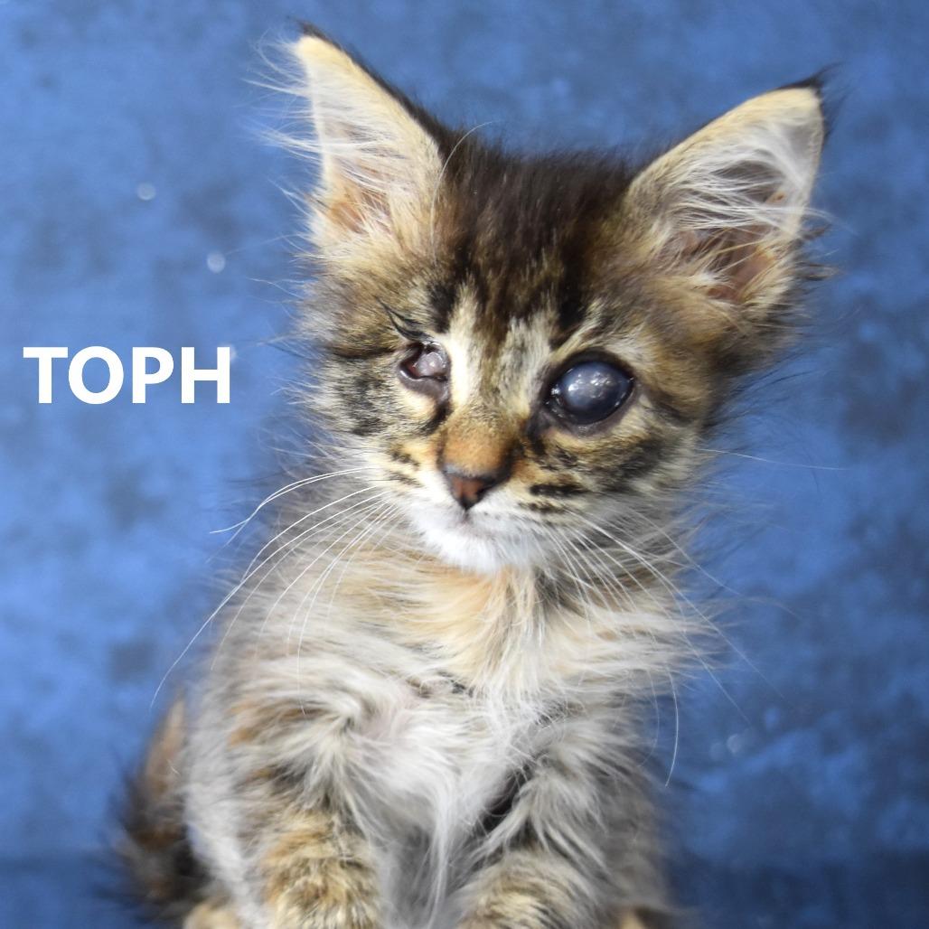 Toph, a Adoptable Domestic Short Hair in Yuma, AZ image 1/3