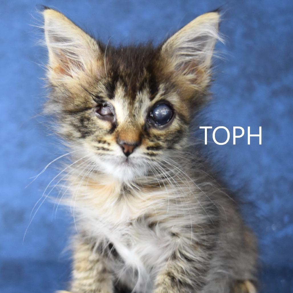 Toph, Adoptable, Kitten Female Domestic Short Hair.