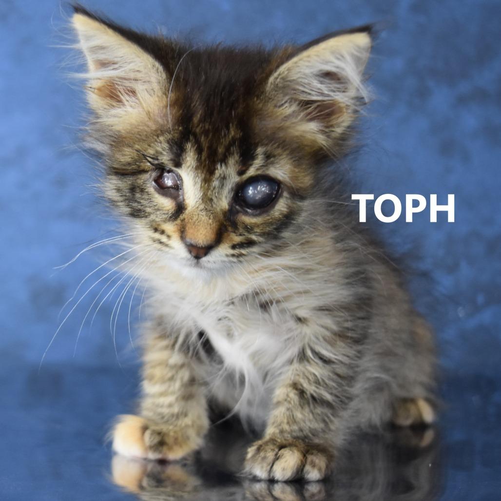 Toph, a Adoptable Domestic Short Hair in Yuma, AZ image 1/3