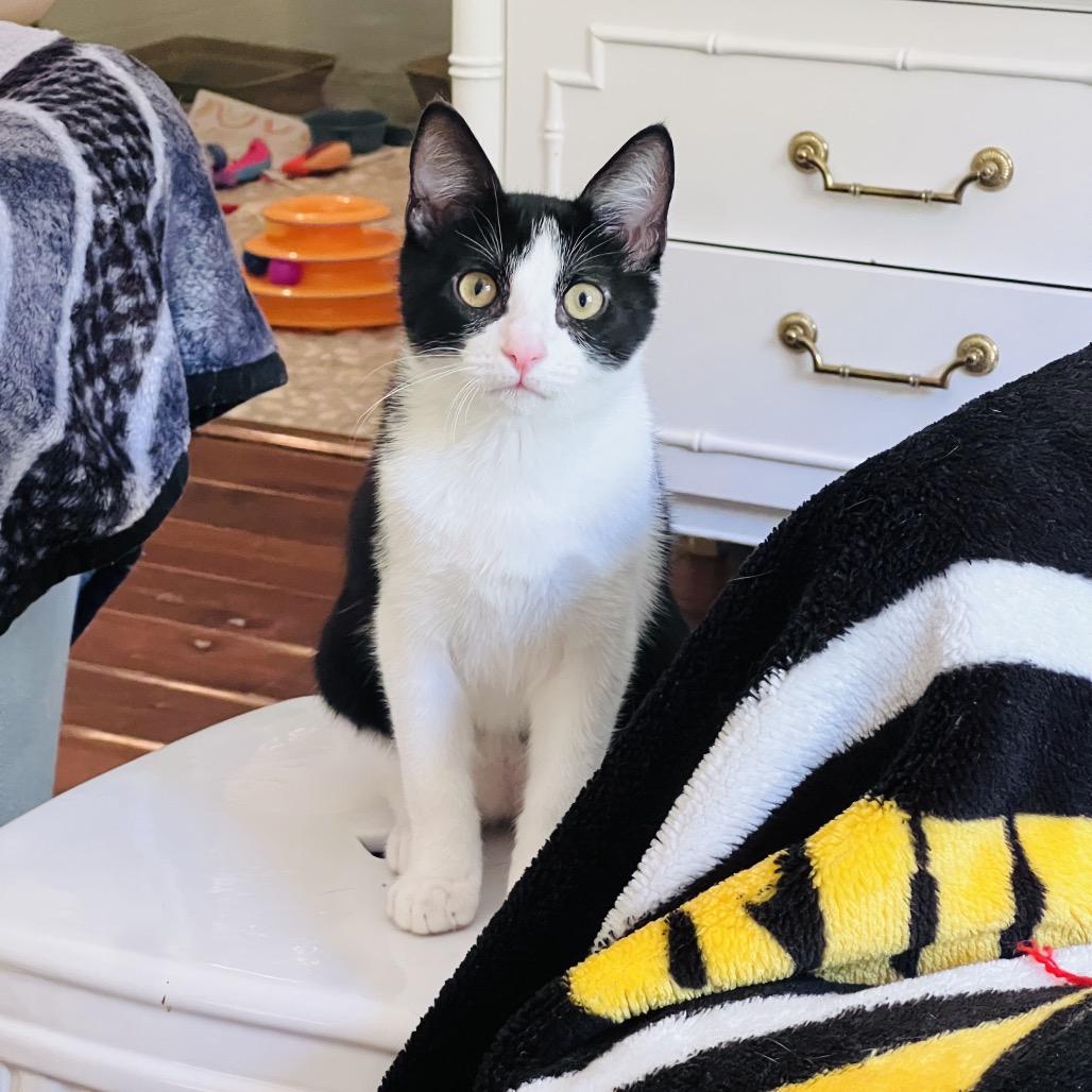 Enlarge Hydrox, a Adoptable Domestic Short Hair in Juno Beach, FL image 1/4