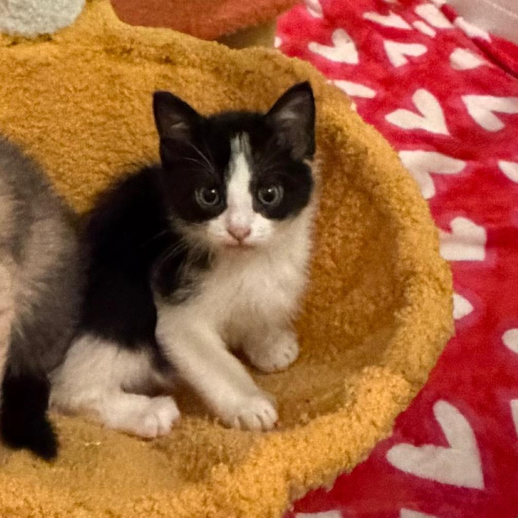 Enlarge Hydrox, a Adoptable Domestic Short Hair in Juno Beach, FL image 2/4