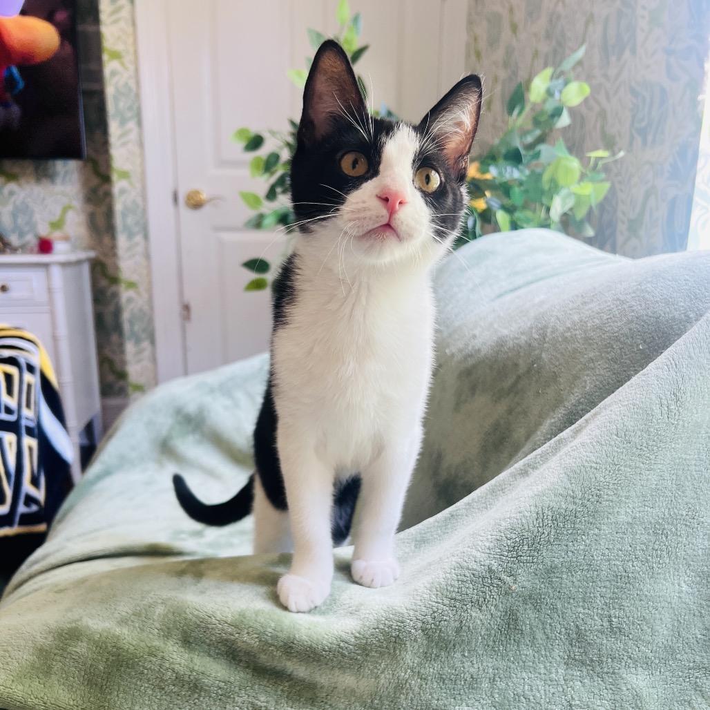 Enlarge Hydrox, a Adoptable Domestic Short Hair in Juno Beach, FL image 3/4