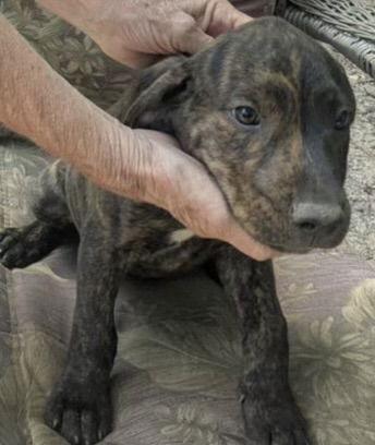 Enlarge Waylon, a Adopted Hound in Melbourne, FL image 1/2