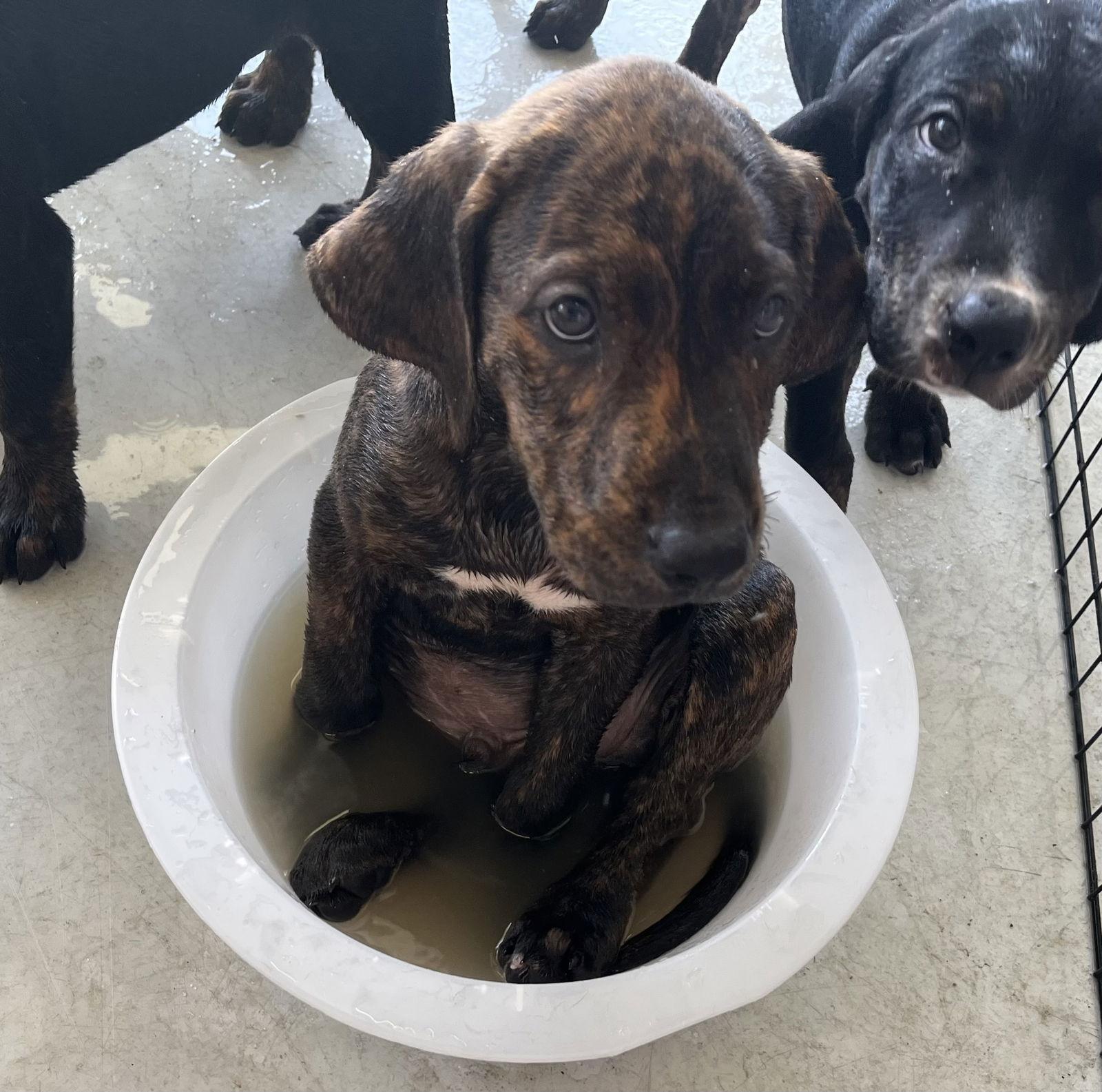 Enlarge Waylon, a Adopted Hound in Melbourne, FL image 2/2