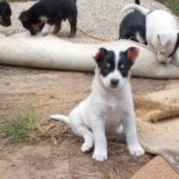 Grasshopper (Minor League Litter), Adoptable, Puppy Female Australian Kelpie & Mixed Breed.