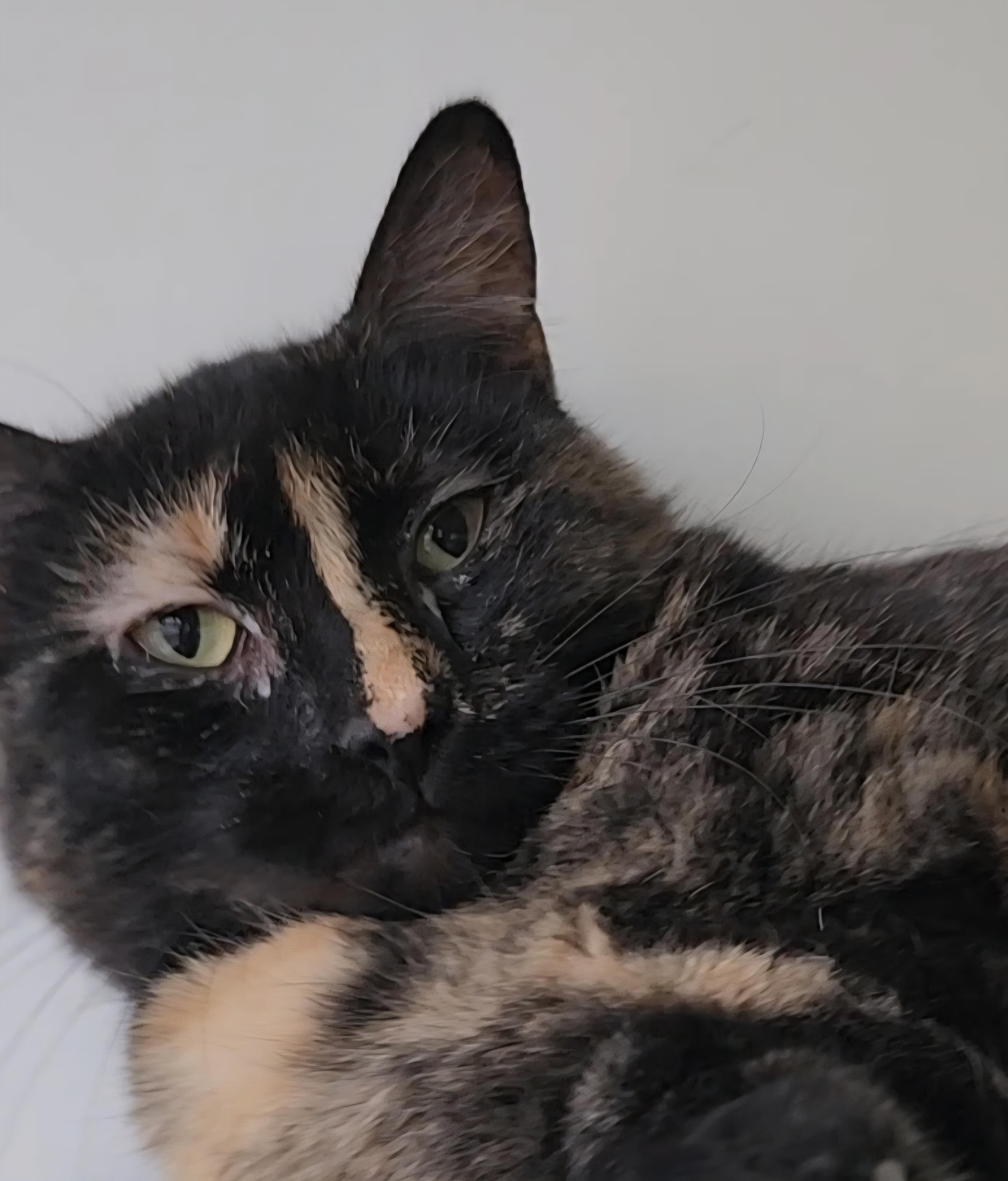 Tippy, Adoptable, Young Female Domestic Short Hair.