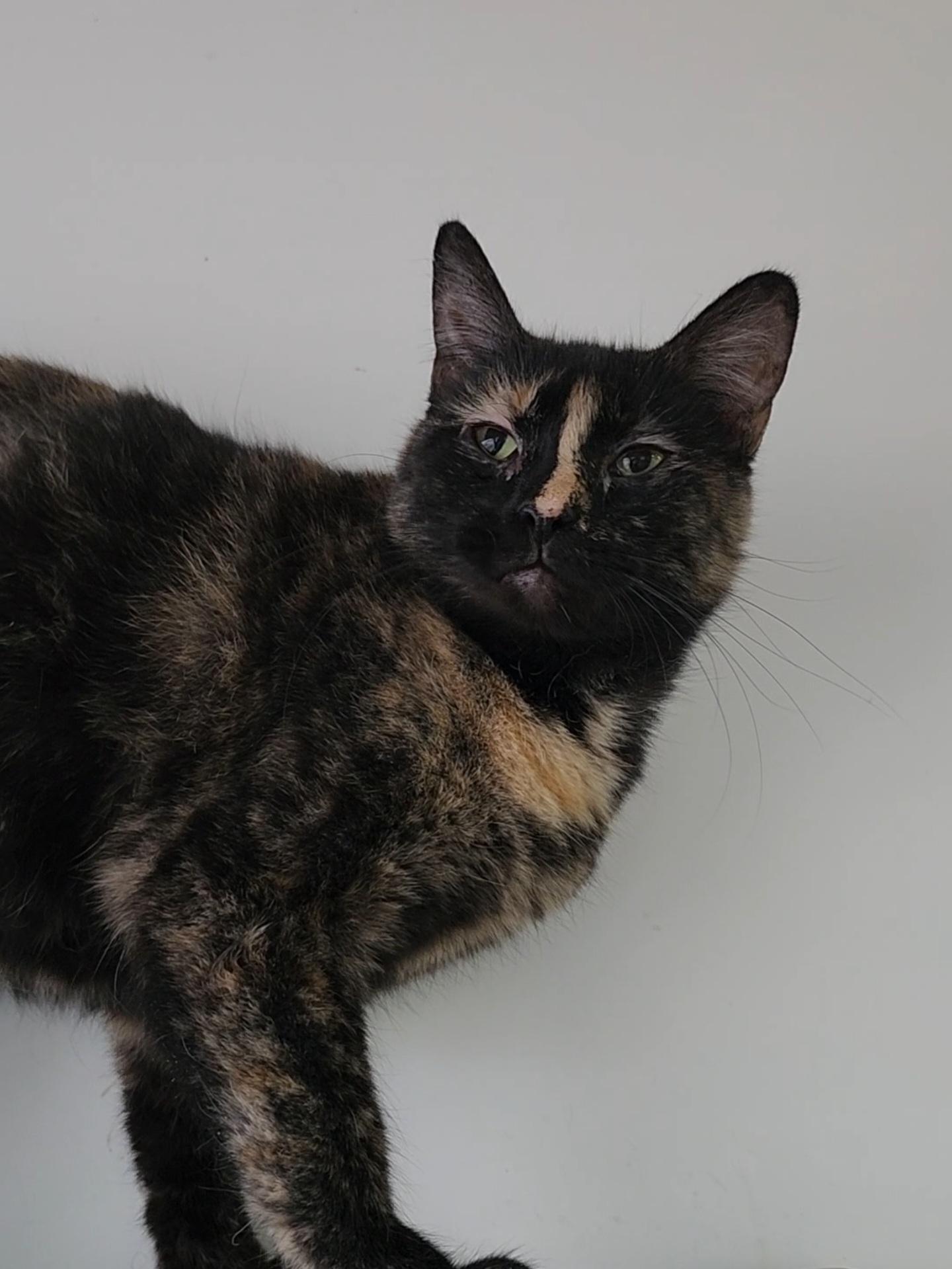 Enlarge Tippy, a Adoptable Domestic Short Hair in Tama, IA image 3/3