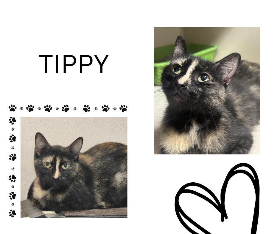 Tippy, Adoptable, Young Female Domestic Short Hair.