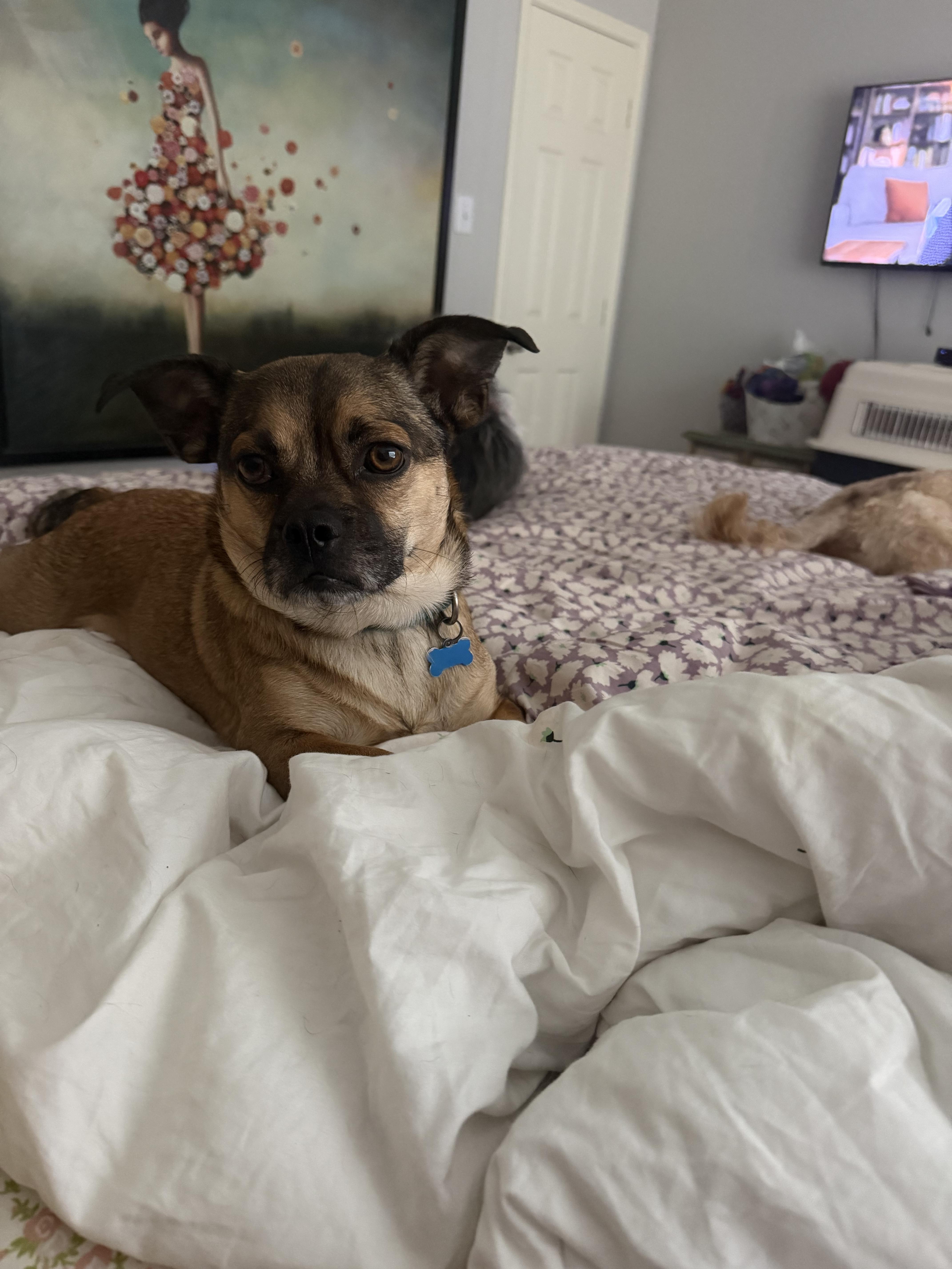 chicken nugget, a ADOPTABLE mixed breed in Garland, TX image 4/4