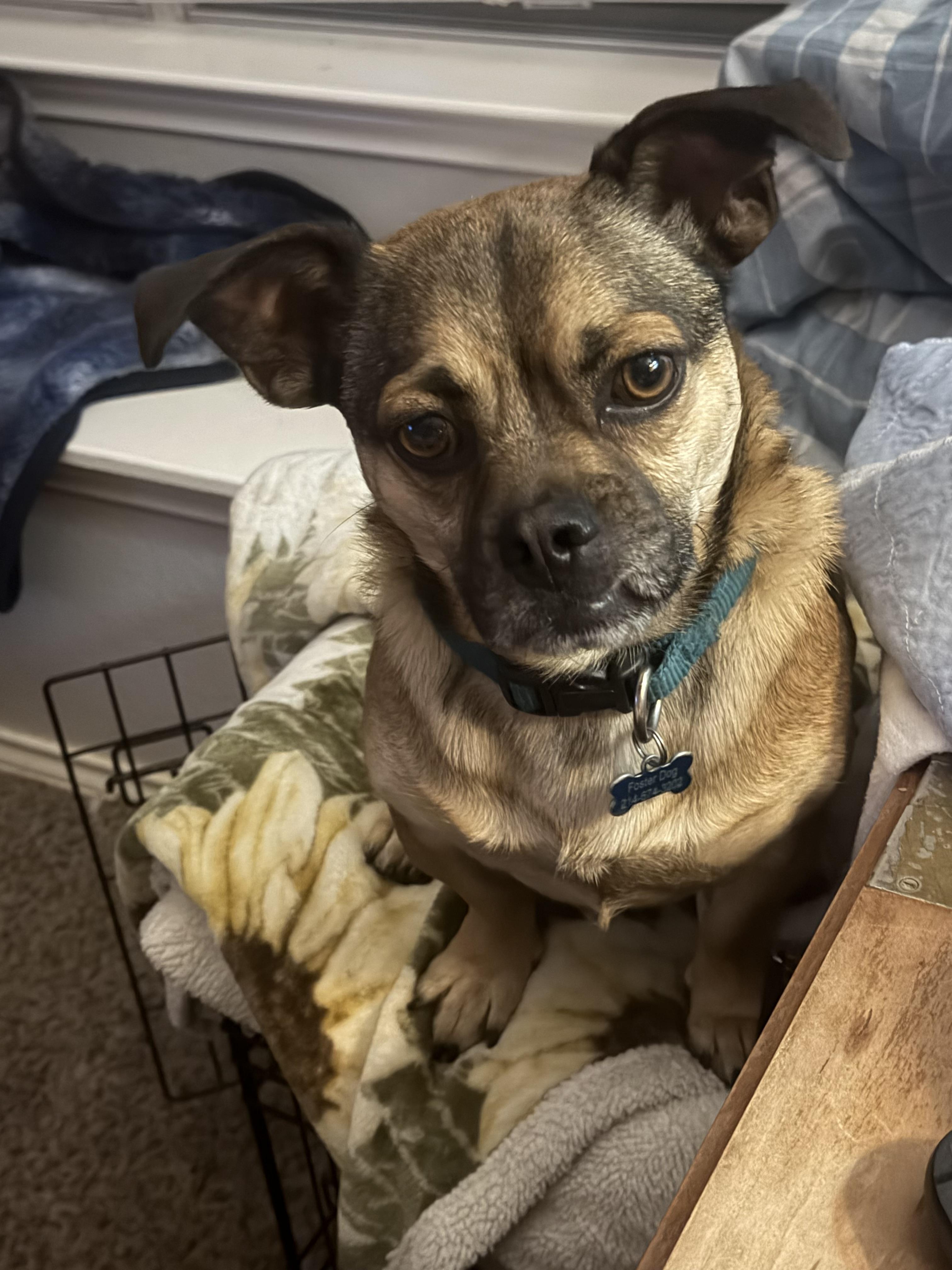 Enlarge chicken nugget, a ADOPTABLE mixed breed in Garland, TX image 2/2