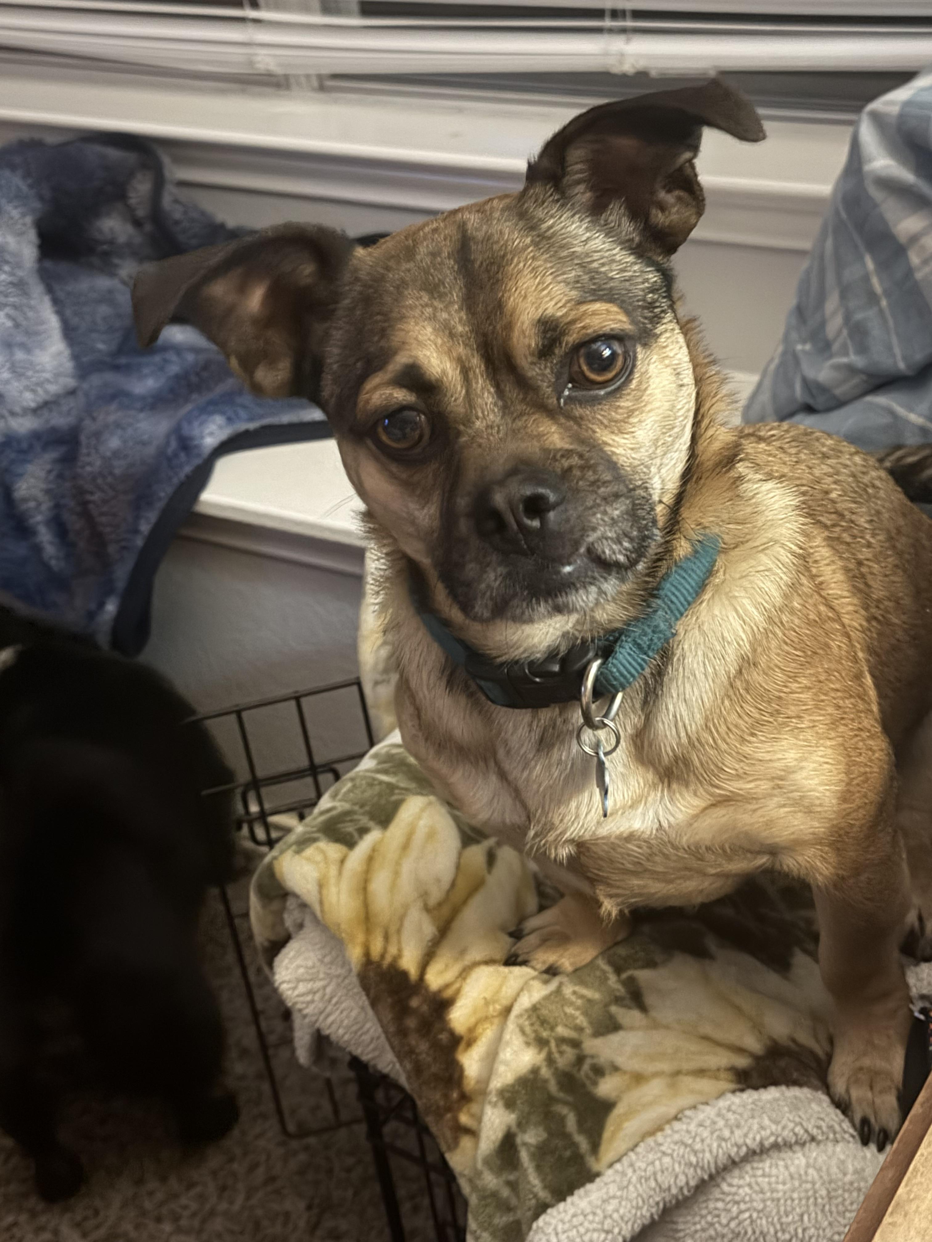 Enlarge chicken nugget, a ADOPTABLE mixed breed in Garland, TX image 1/2
