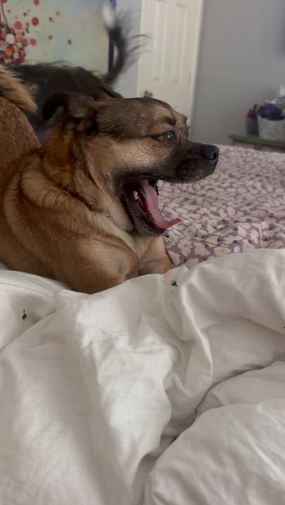 Enlarge chicken nugget, a ADOPTABLE mixed breed in Garland, TX video 3/4