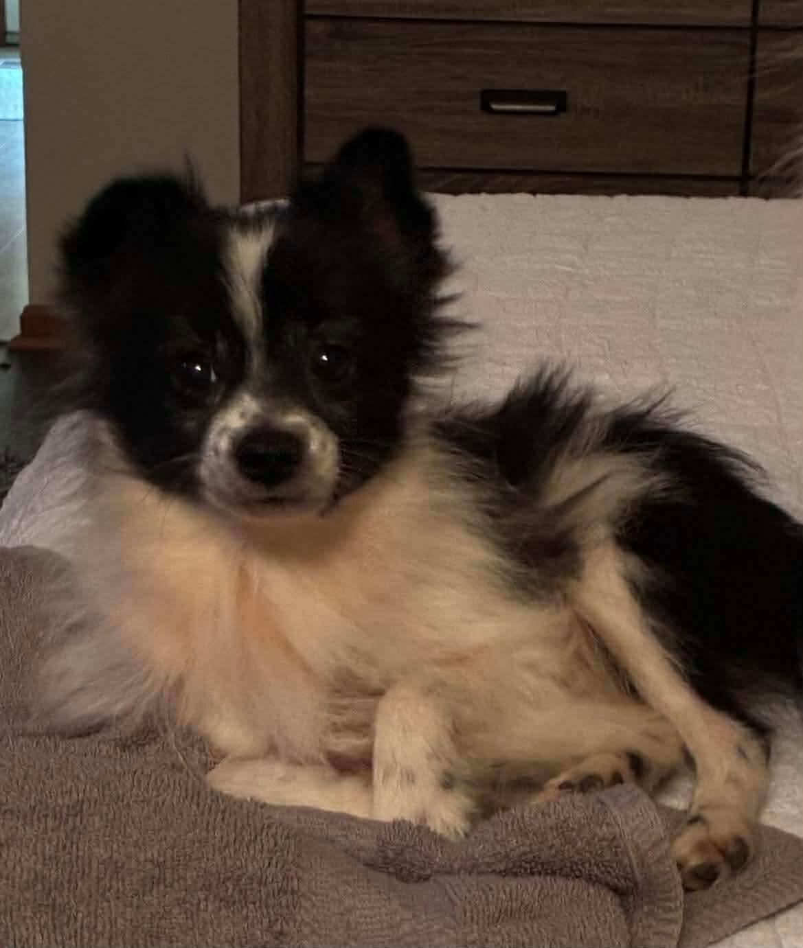 Enlarge Tinker, a ADOPTABLE Pomeranian in Parma Heights, OH image 3/4