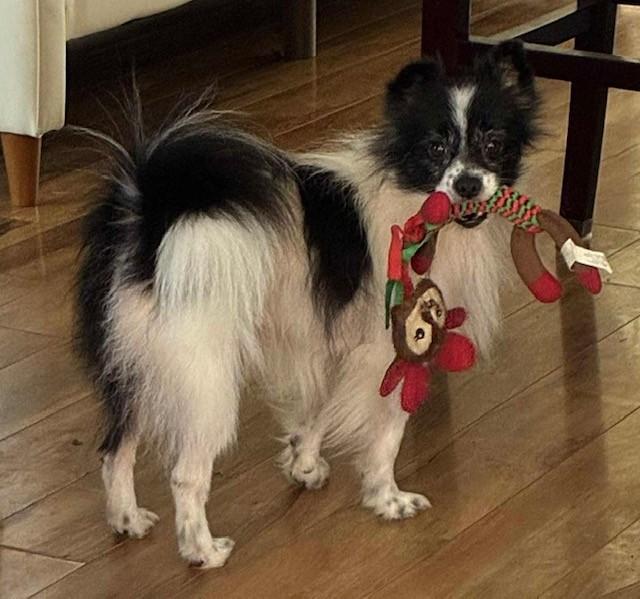 Tinker, ADOPTABLE, Adult Male Pomeranian.