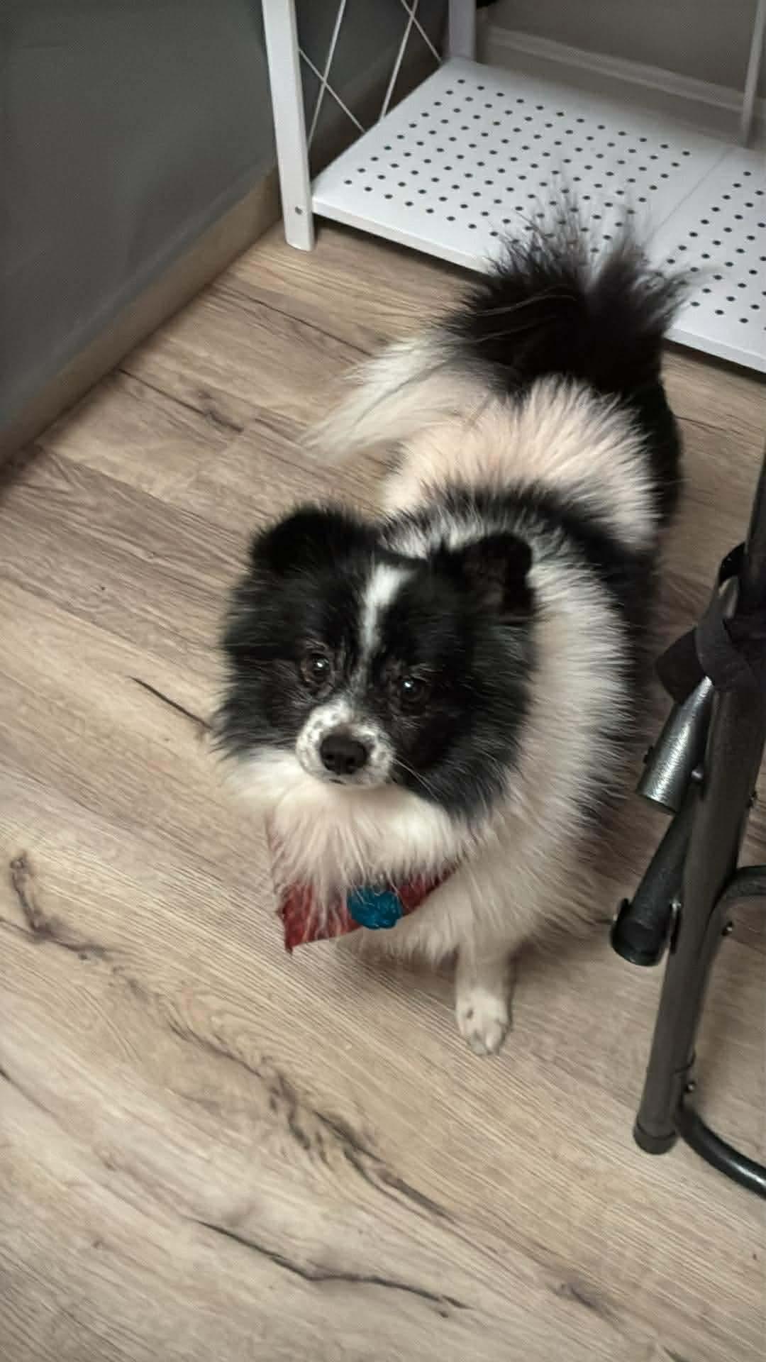 Enlarge Tinker, a ADOPTABLE Pomeranian in Parma Heights, OH image 2/4