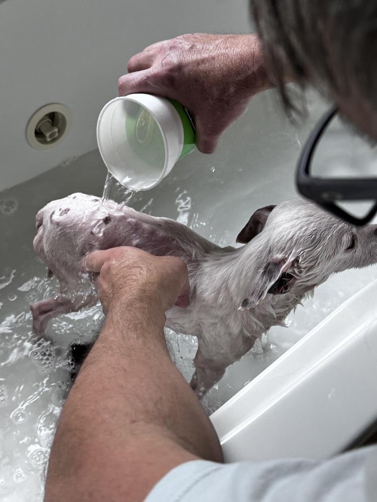 Wilma, Adoptable, Senior Female Jack Russell Terrier.