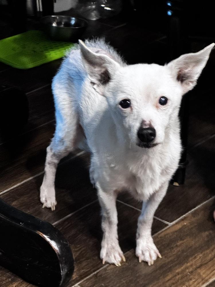 Enlarge Wilma, a Adoptable Jack Russell Terrier in Blanchard, OK image 2/6