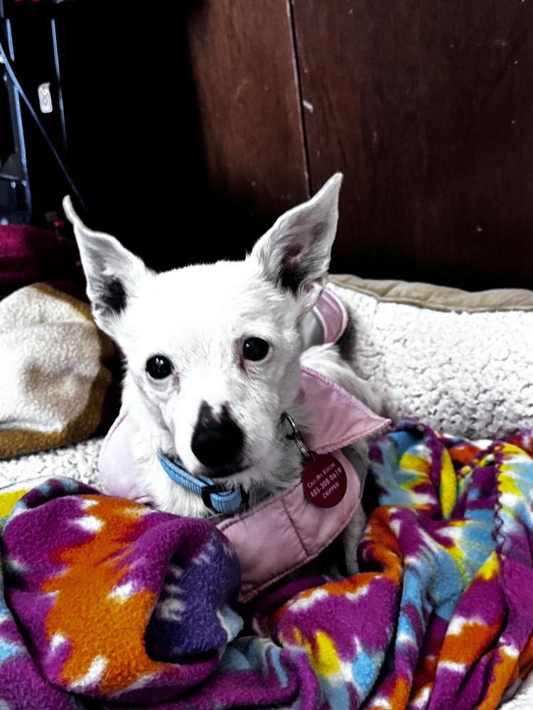 Wilma, Adoptable, Senior Female Jack Russell Terrier.