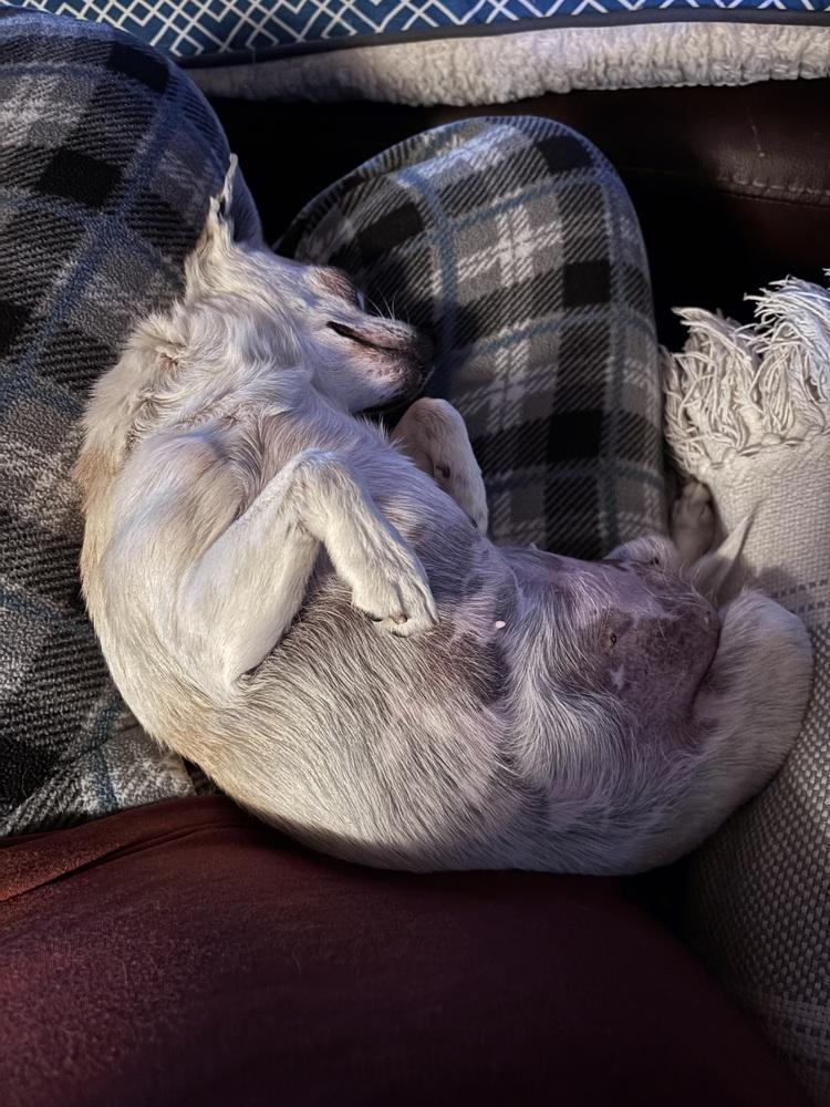 Enlarge Wilma, a Adoptable Jack Russell Terrier in Blanchard, OK image 4/6