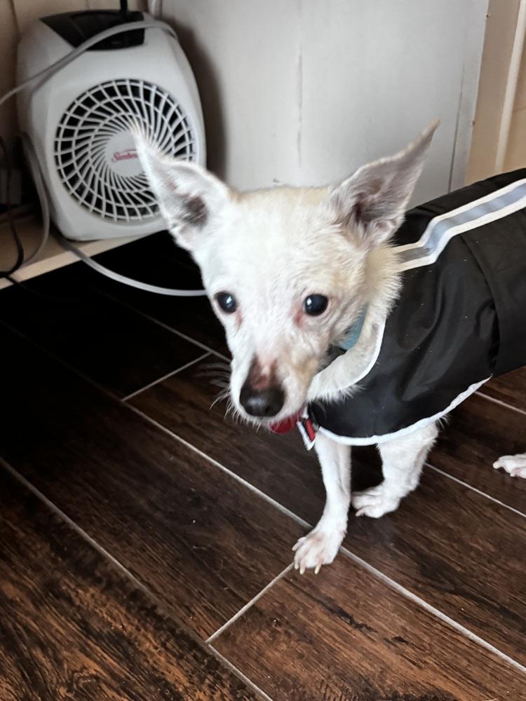 Enlarge Wilma, a Adoptable Jack Russell Terrier in Blanchard, OK image 5/6