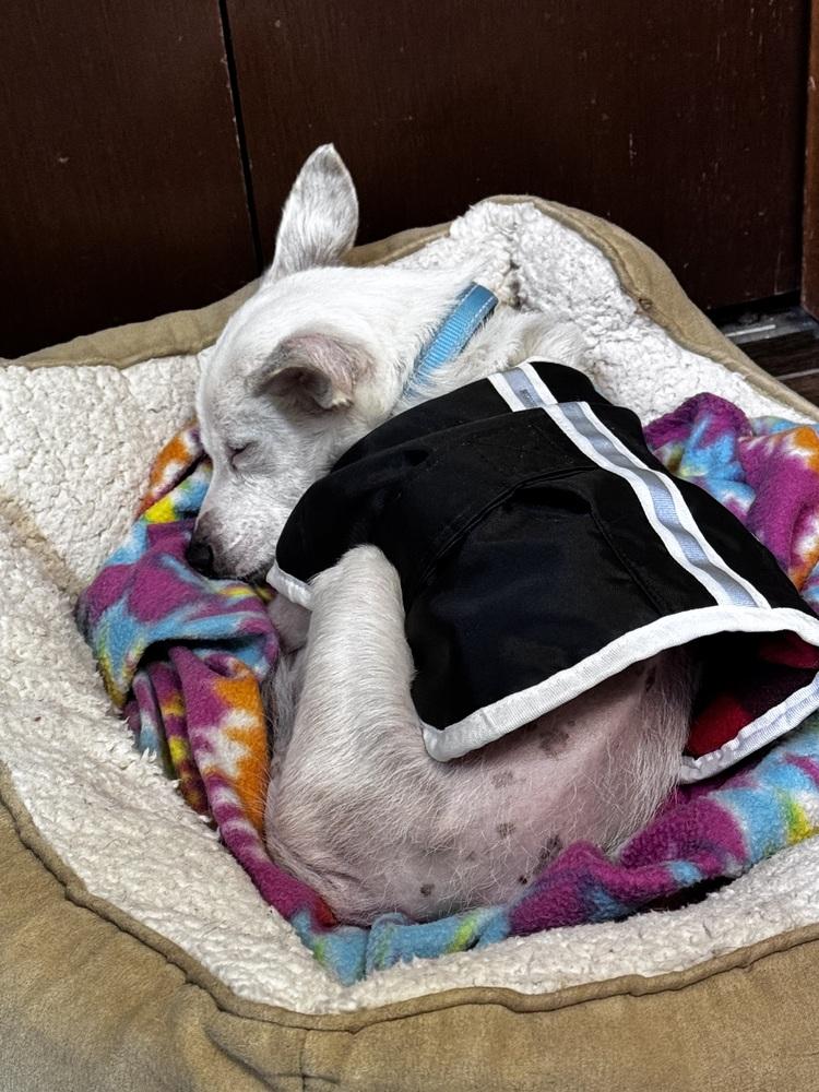 Enlarge Wilma, a Adoptable Jack Russell Terrier in Blanchard, OK image 6/6