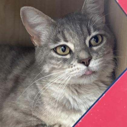 Momma, a Adoptable mixed breed in Washington, IA image 1/2