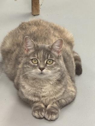 Momma, a Adoptable mixed breed in Washington, IA image 2/2