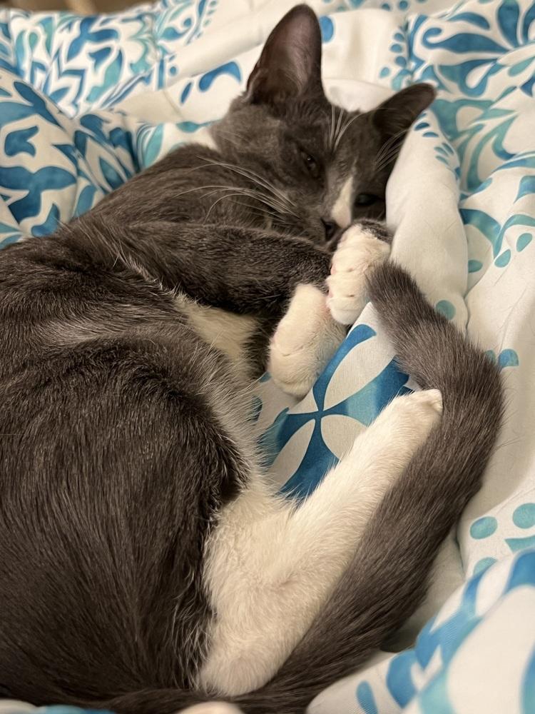 Ditto (23-273 C), a Adoptable Domestic Short Hair in Lansing, MI image 1/6