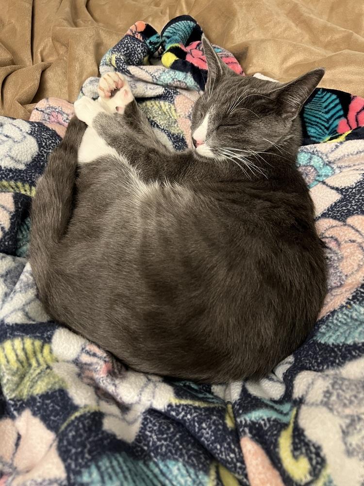 Ditto (23-273 C), a Adoptable Domestic Short Hair in Lansing, MI image 2/6