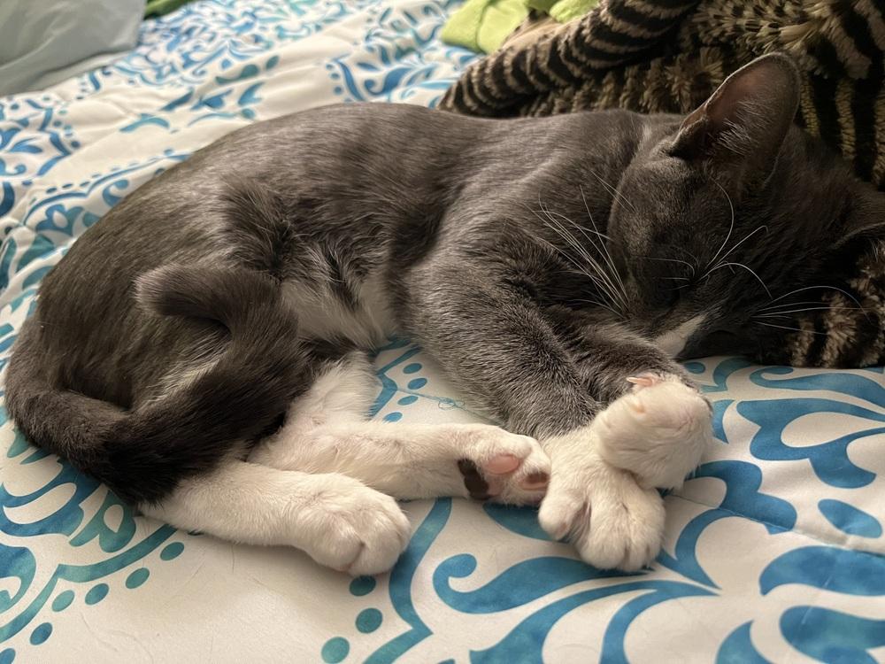 Ditto (23-273 C), a Adoptable Domestic Short Hair in Lansing, MI image 3/6