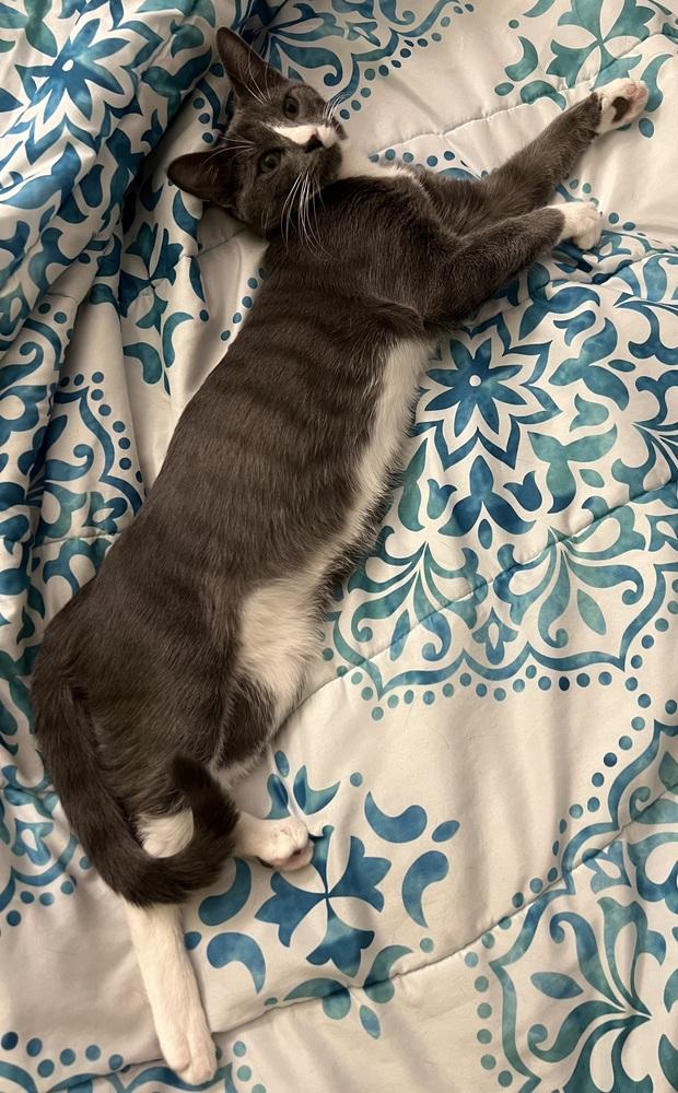 Ditto (23-273 C), a Adoptable Domestic Short Hair in Lansing, MI image 4/6