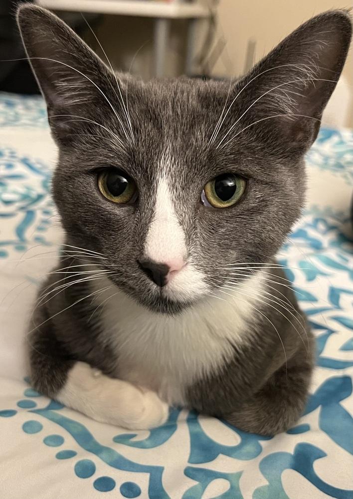 Ditto (23-273 C), a Adoptable Domestic Short Hair in Lansing, MI image 5/6