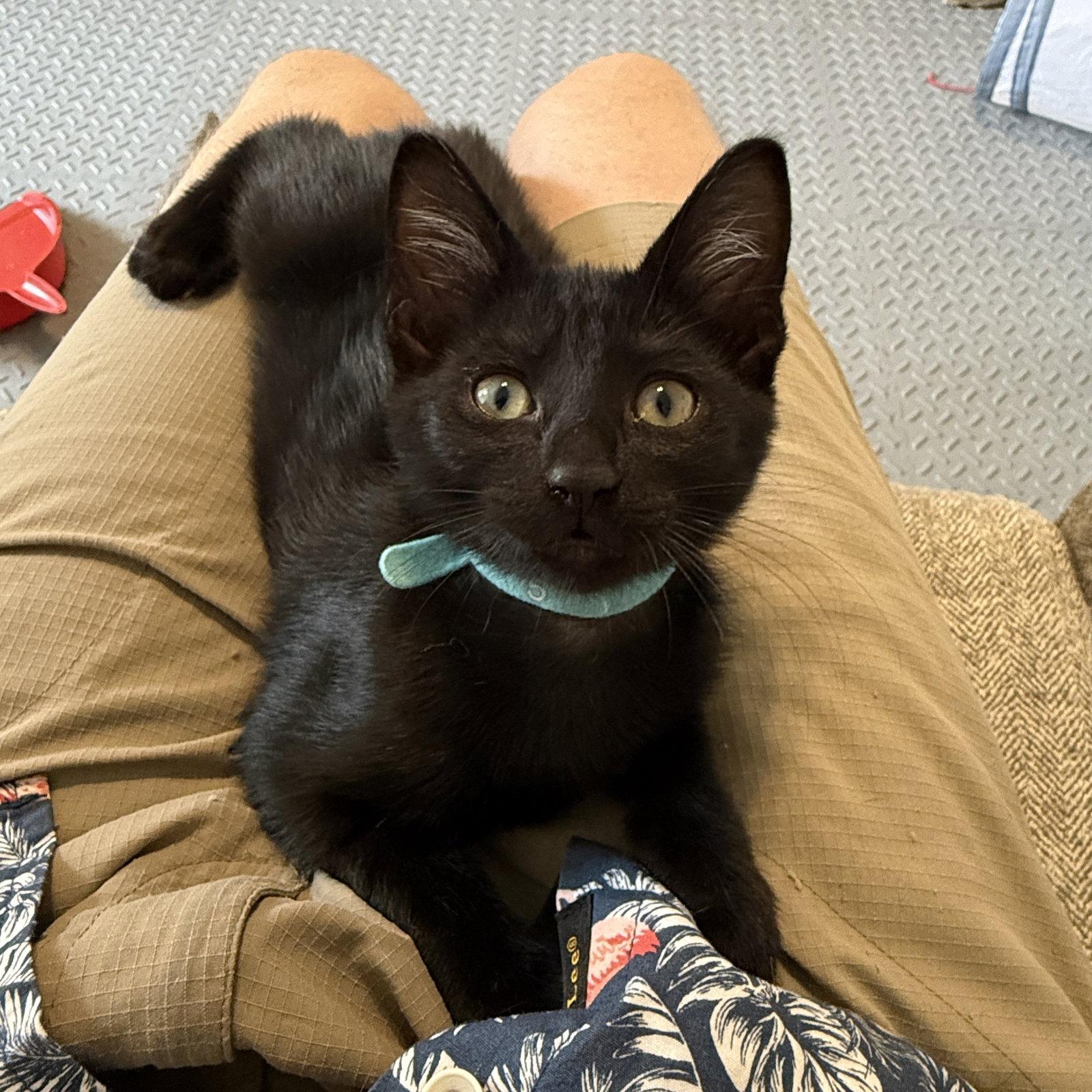 Enlarge Parker, a Adoptable Domestic Short Hair in St. Cloud, FL image 1/3