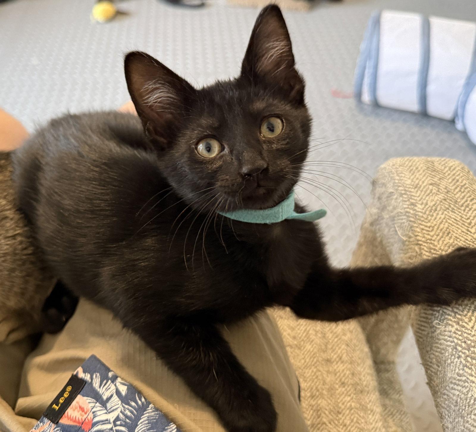 Enlarge Parker, a Adoptable Domestic Short Hair in St. Cloud, FL image 2/3