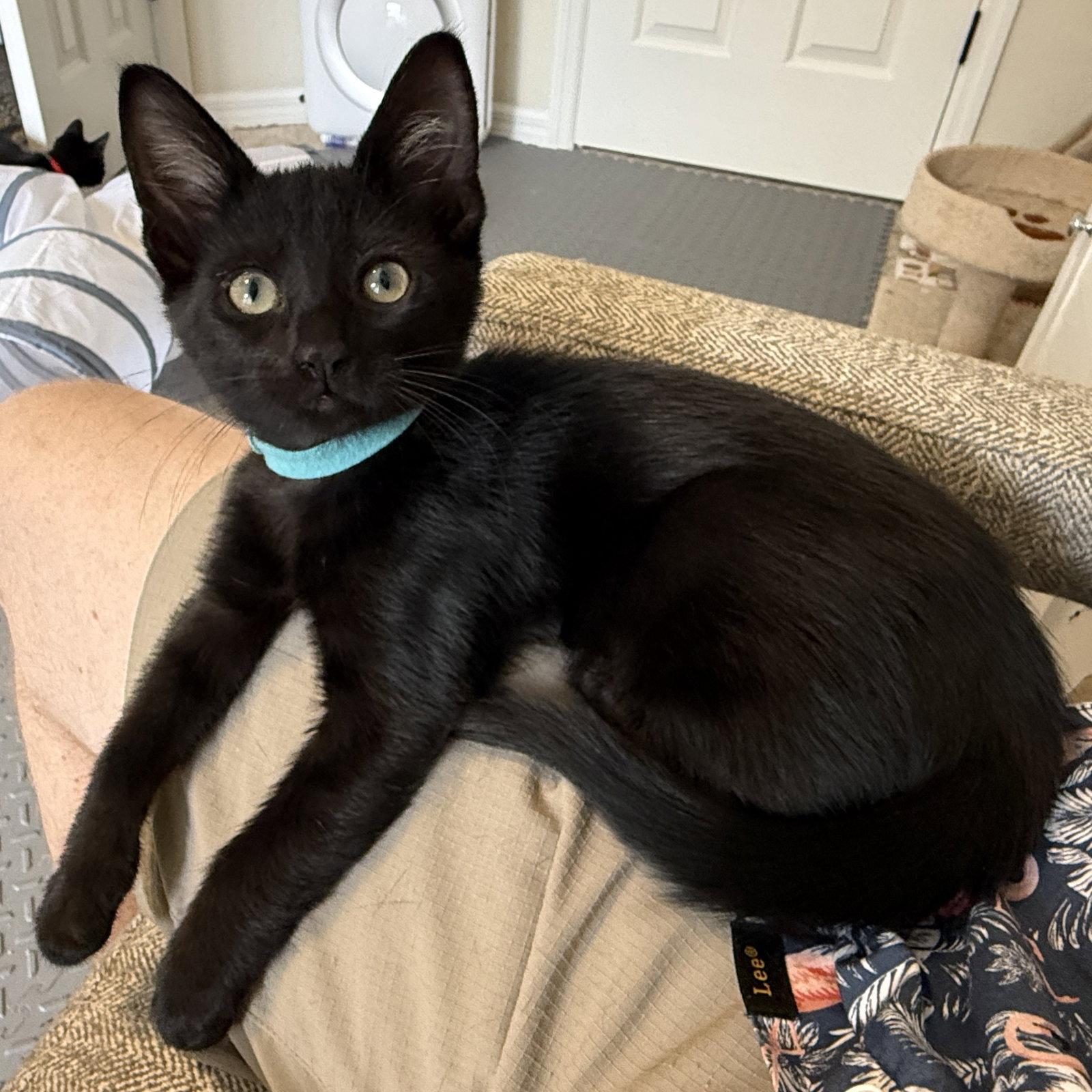 Enlarge Parker, a Adoptable Domestic Short Hair in St. Cloud, FL image 3/3