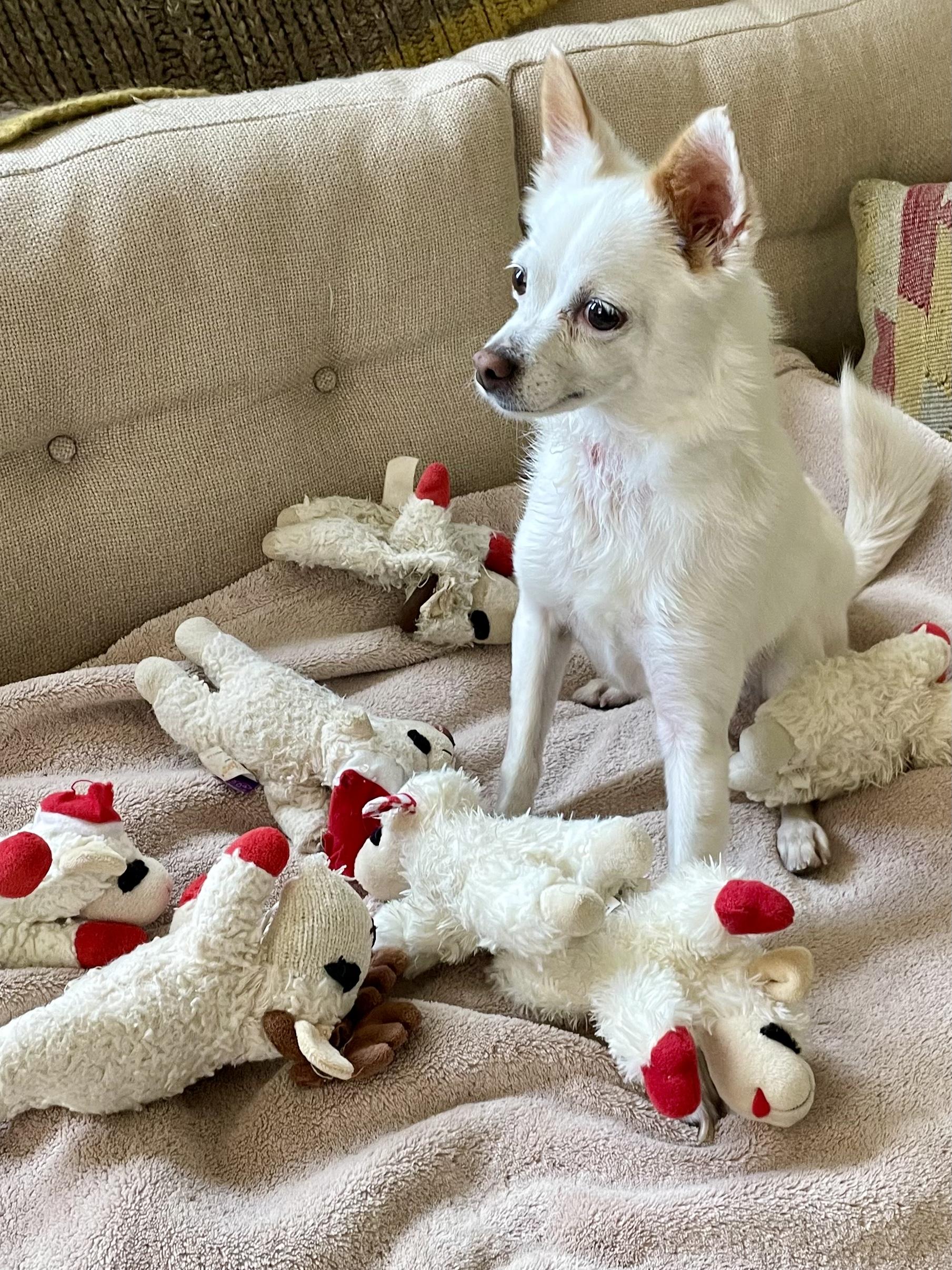 Tiny, an adoptable Chihuahua in Emeryville, CA image 5/6