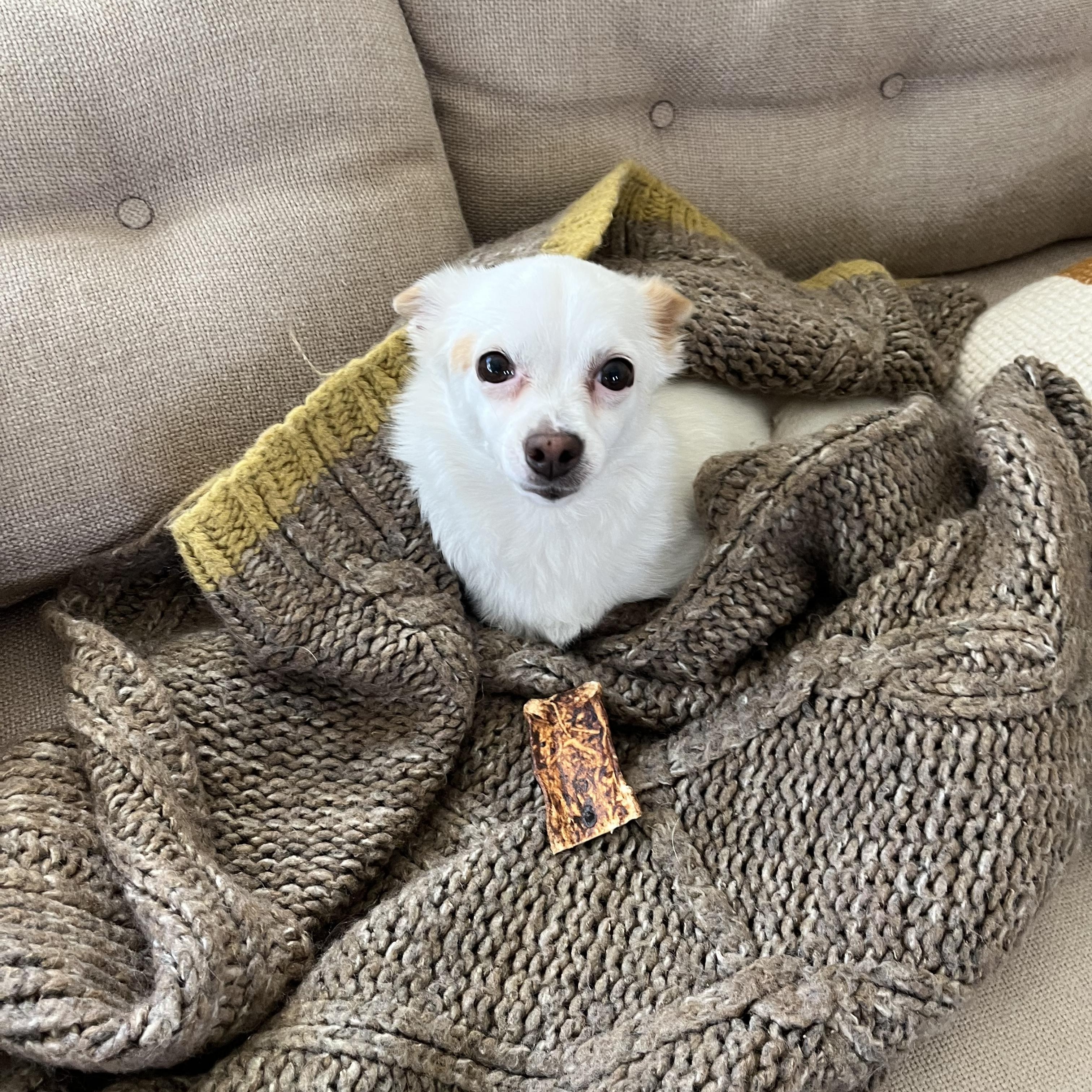 Twiggy, Adoptable, Adult Female Chihuahua.
