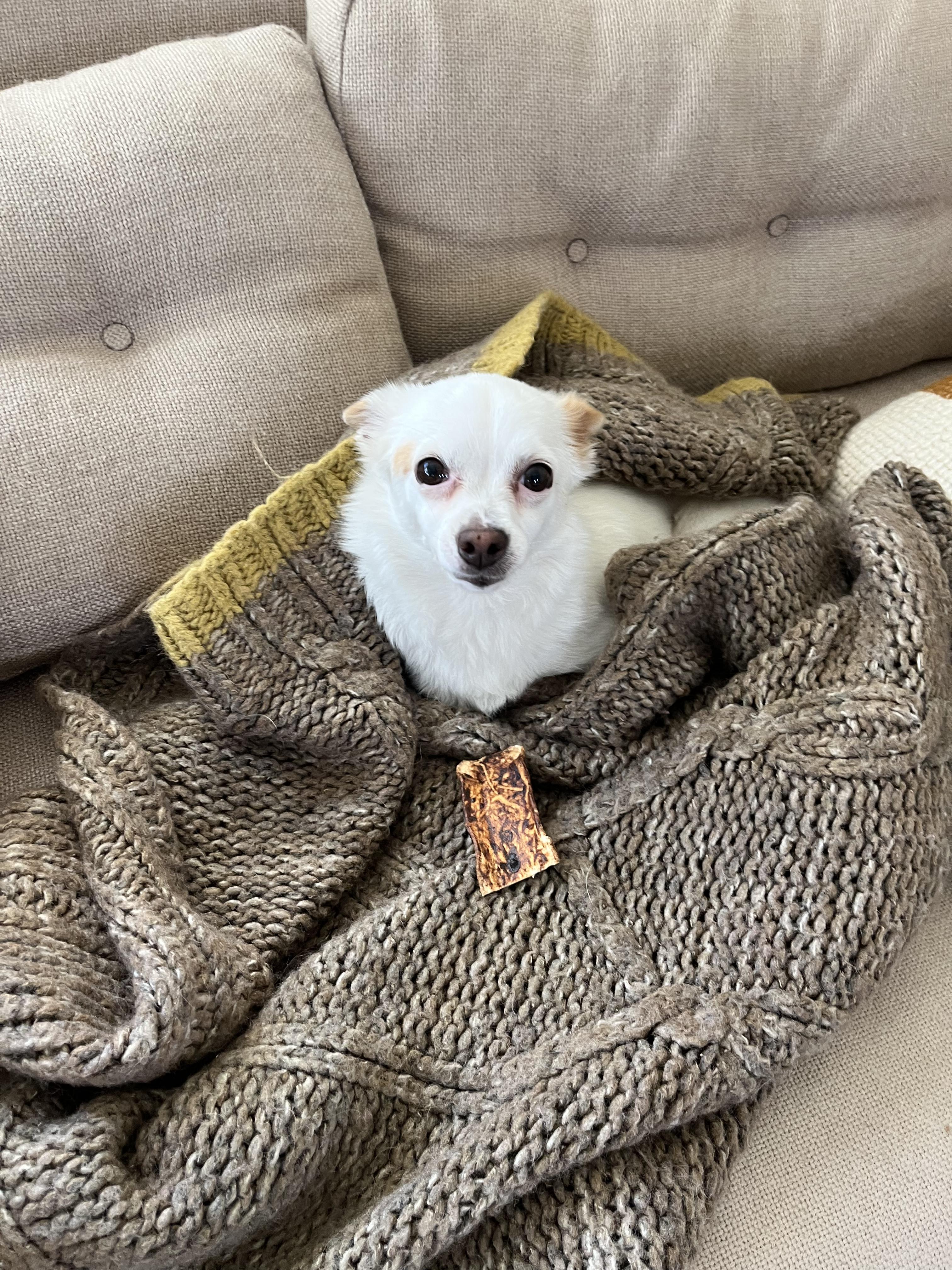 Enlarge Tiny, a ADOPTABLE Chihuahua in Emeryville, CA image 3/3