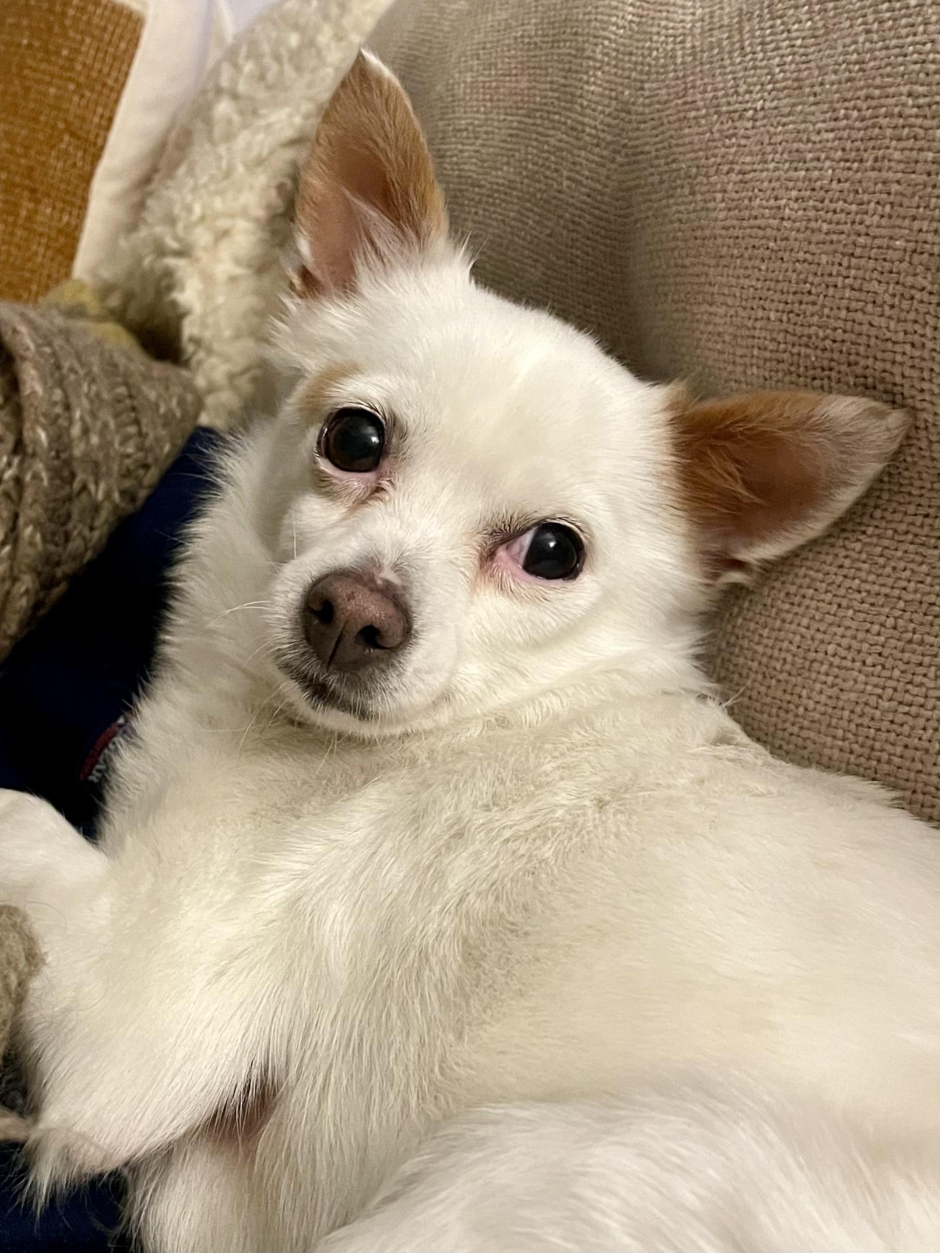 Tiny, ADOPTABLE, Adult Female Chihuahua.