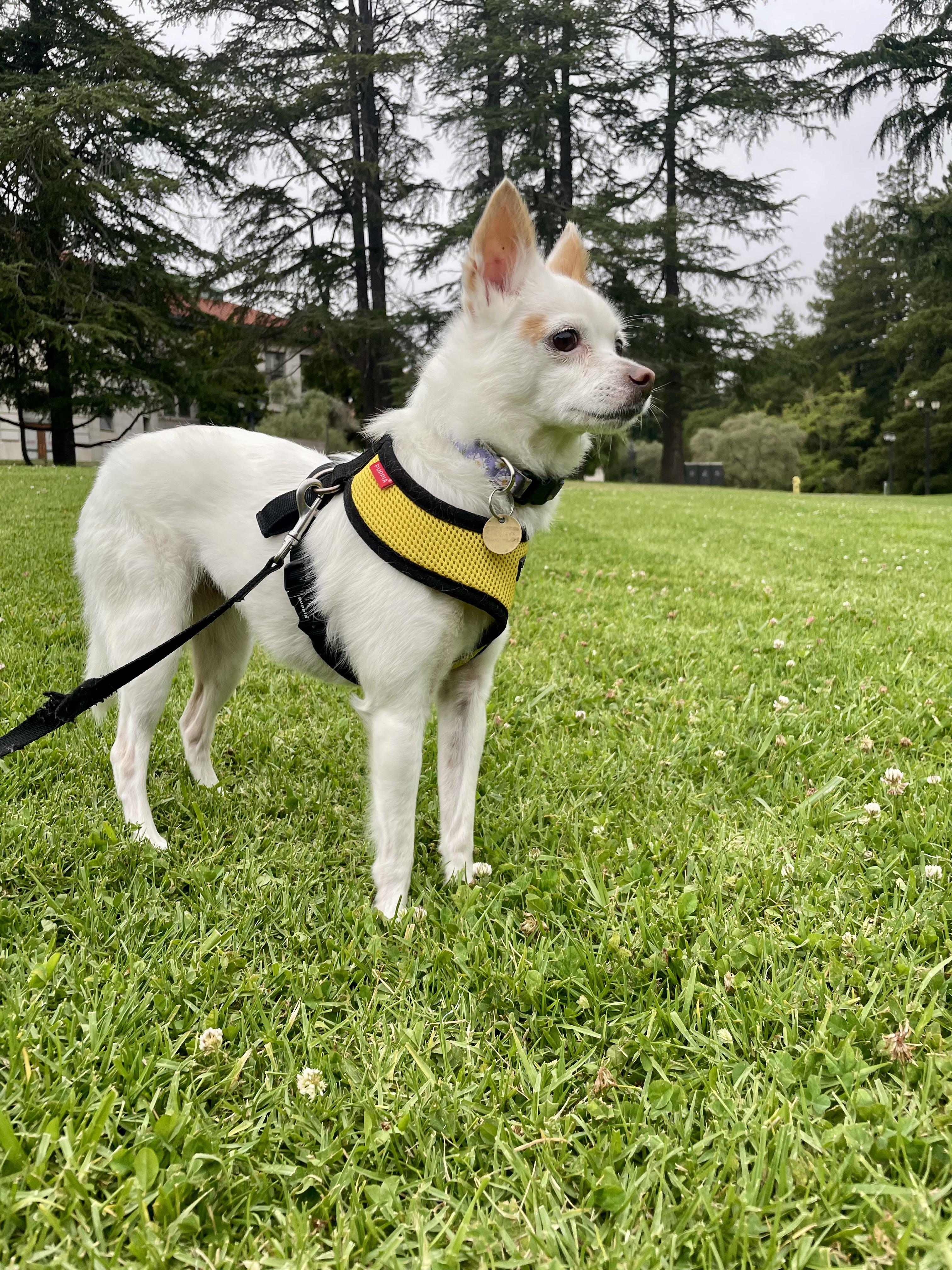 Tiny, an adoptable Chihuahua in Emeryville, CA image 6/6