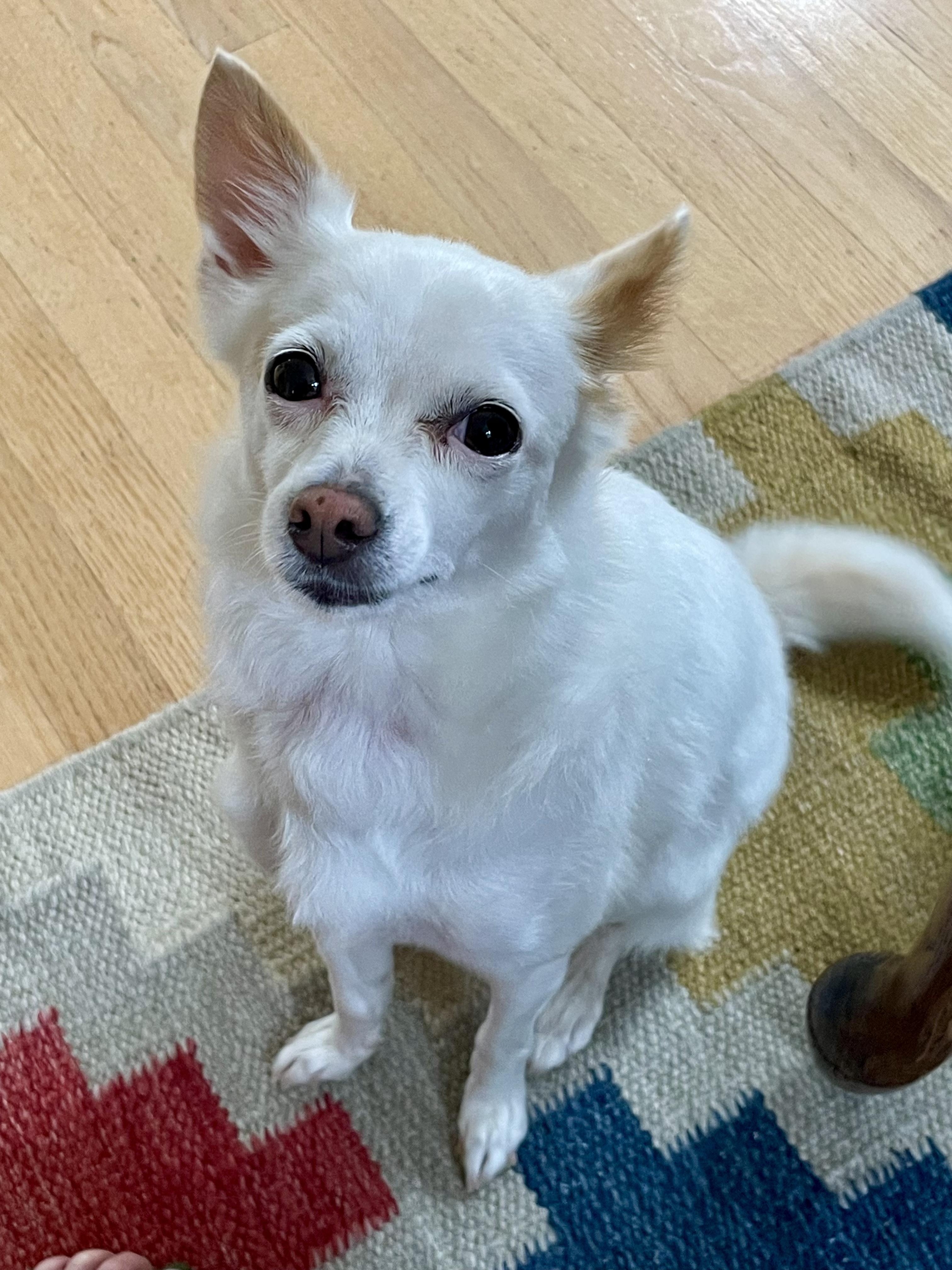 Tiny, adoptable, Adult Female Chihuahua.