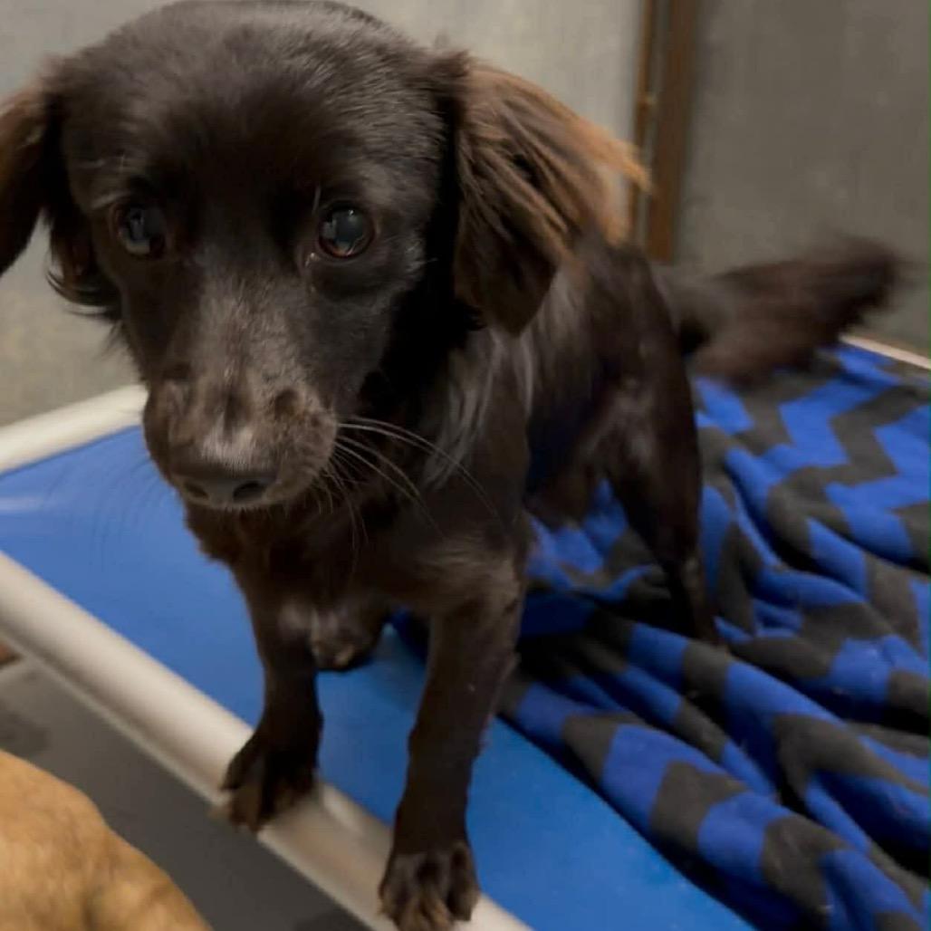 Enlarge Klein, a Adoptable mixed breed in Tomah, WI image 1/6