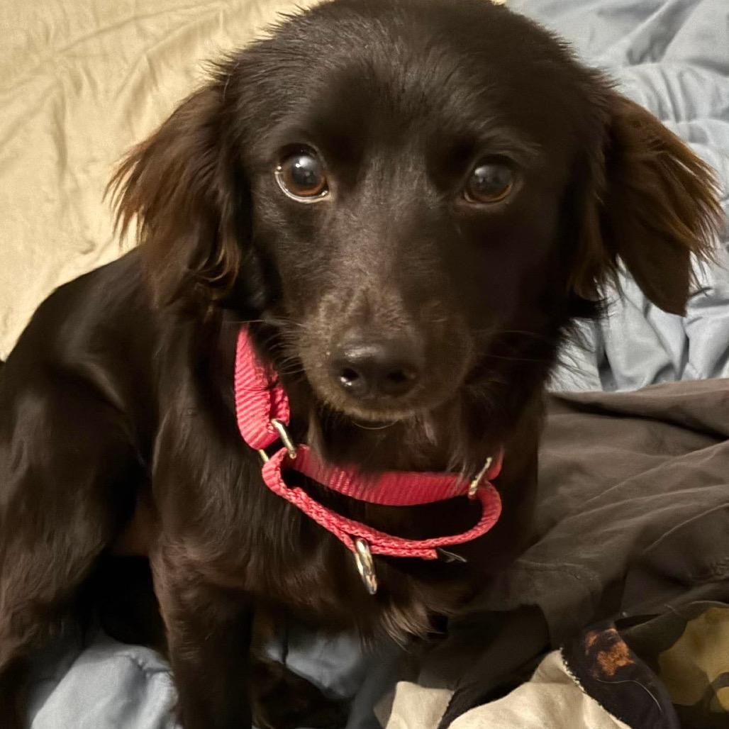 Enlarge Klein, a Adoptable mixed breed in Tomah, WI image 3/6