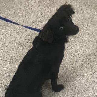 Enlarge Klein, a Adoptable mixed breed in Tomah, WI image 4/6