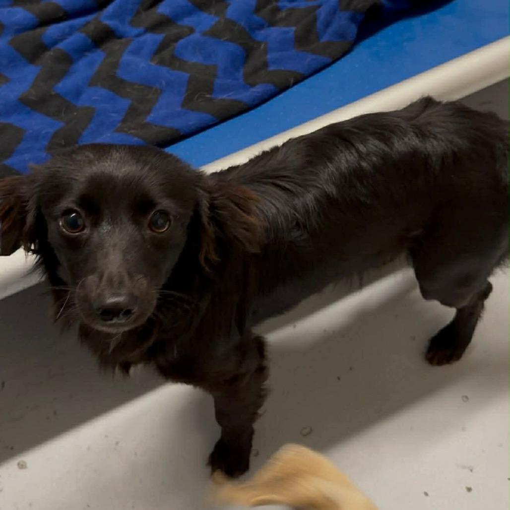 Enlarge Klein, a Adoptable mixed breed in Tomah, WI image 5/6